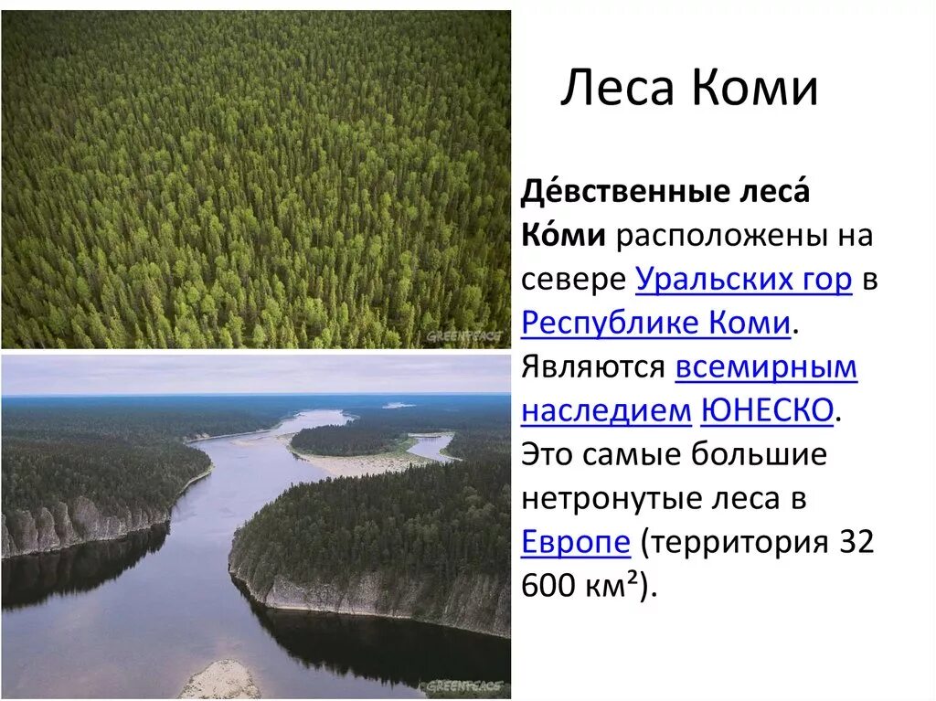 Леса коми где. Памятники русской равнины девственные леса Коми. Леса Республики Коми презентация. Девственные леса Коми ЮНЕСКО. Леса Коми презентация.