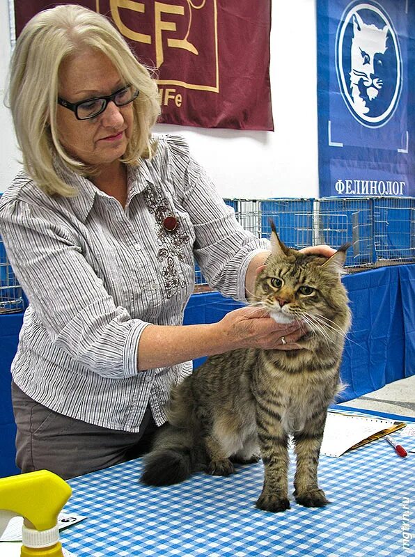 Фелинология кошек. Фелинология кошек. Выставка кошек. Специалист по кошкам. Фелинология кошек.