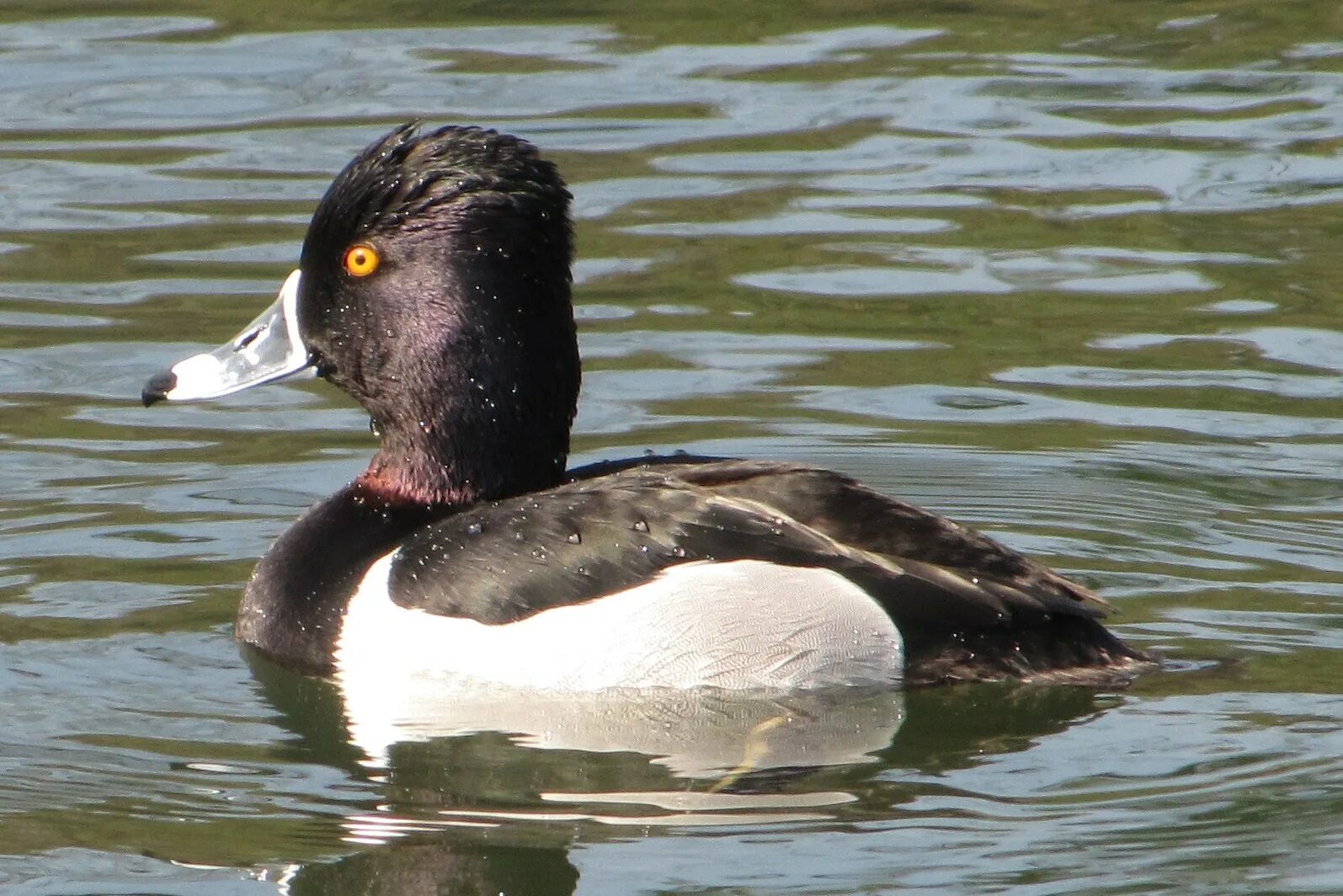 Aythya collaris. Американская Савка Oxyura jamaicensis. Ошейниковый нырок. Ошейниковая чернеть. Утки россии фото с названиями