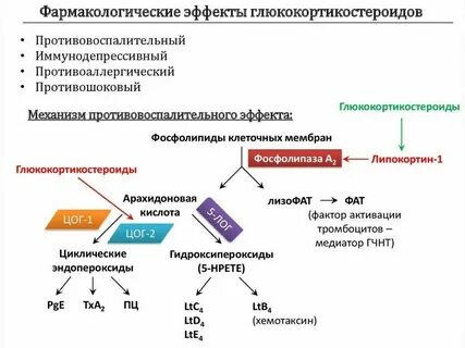 Действие гкс