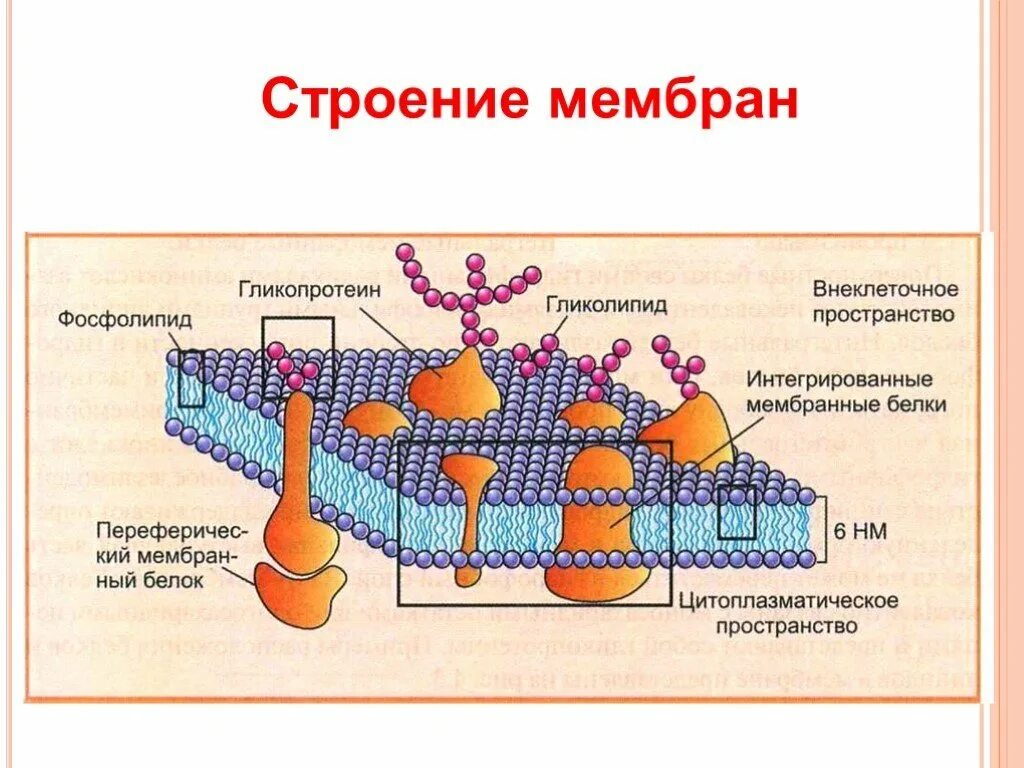 N строение оболочки. Структура клетки клеточная мембрана. схема строения биологической мембраны биохимия. строение мембраны клетки. схема строения клеточной мембраны.