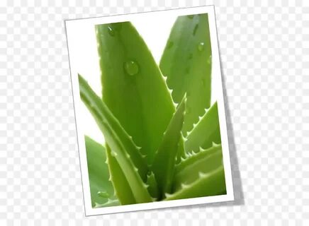 Skin plants