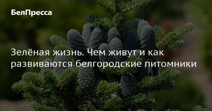 Питомник никольское белгородской области