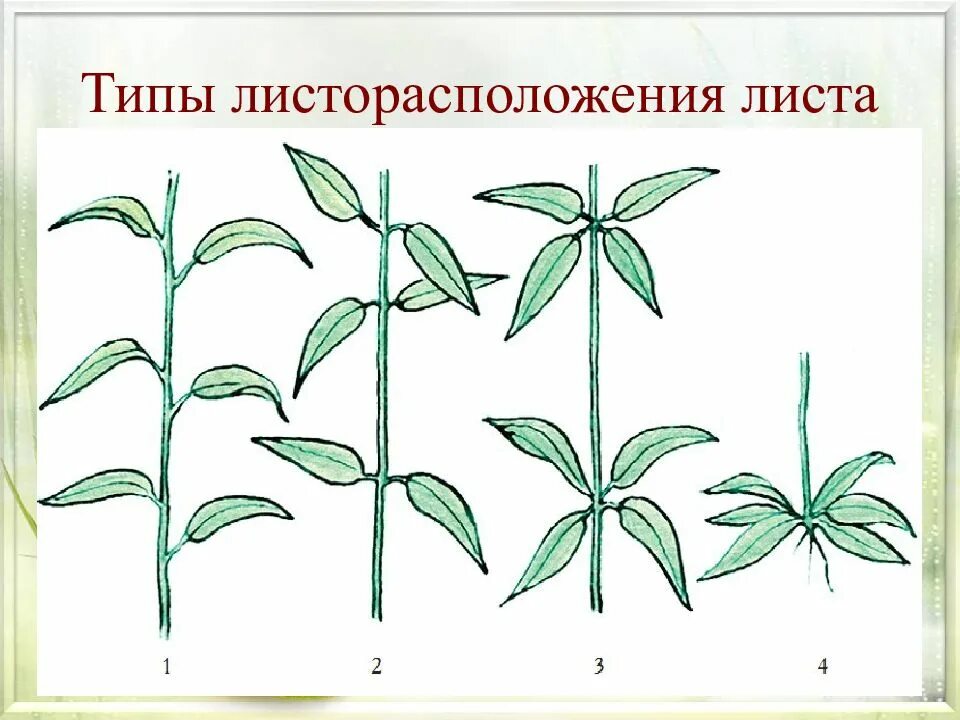 Определите расположение листьев