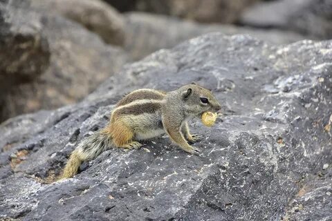 Download free HD stock image of Squirrel Barbary Fuerteventura.