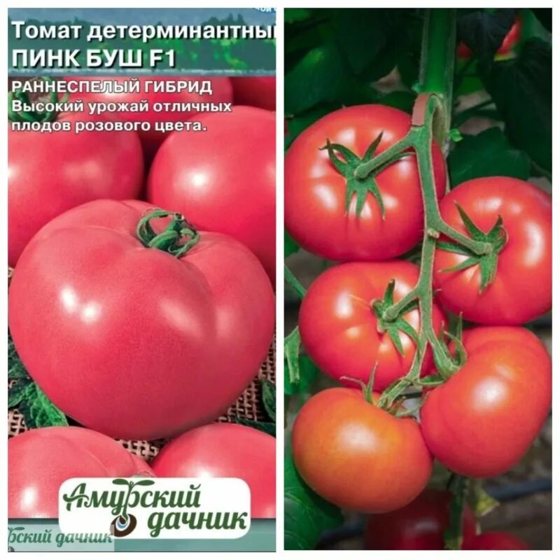 Томат буш описание. Томат гс 12. Розовый томат пинк буш. Томат пинк уникум f1. Томат пинк буш f1.
