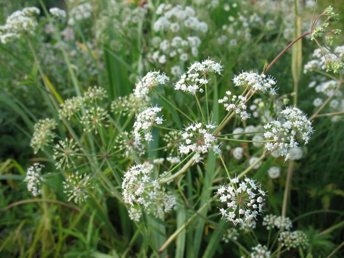 CalPhotos: Cicuta maculata; Water Hemlock