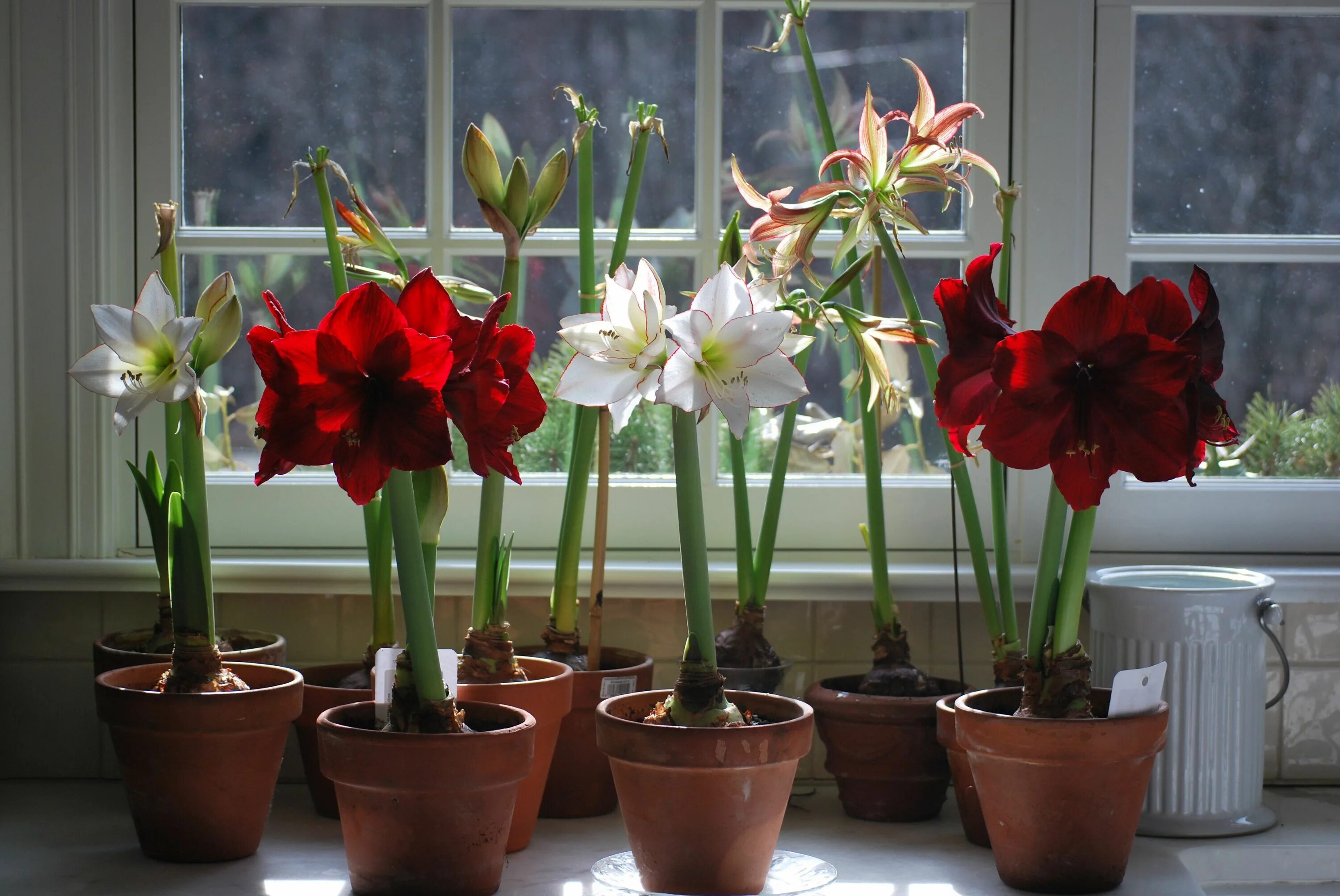 How to Grow Amaryllis From Bulbs Amaryllis flowers, Amaryllis plant, Amaryllis