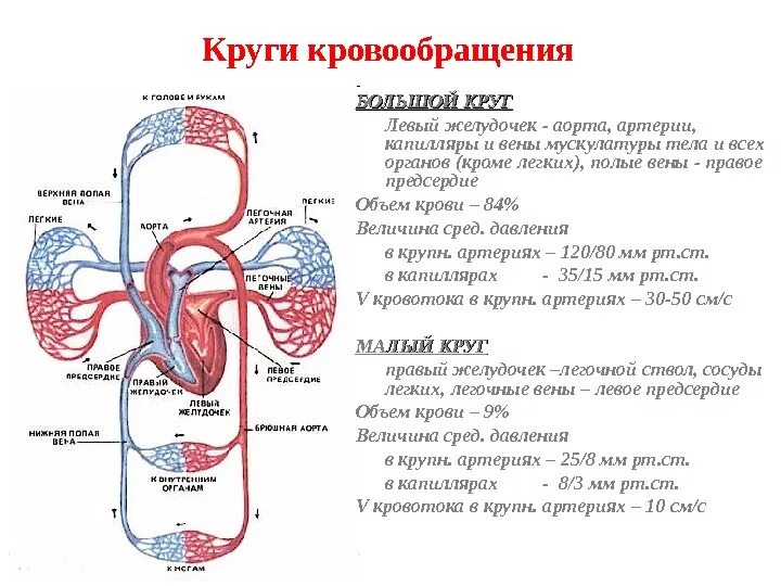 Скорость круга кровообращения. Сосуды малого круга кровообращения анатомия схема. Малый круг кровообращения схема анатомия человека. Сосуды большого круга кровообращения схема. Большой круг кровообращения анатомия схема.