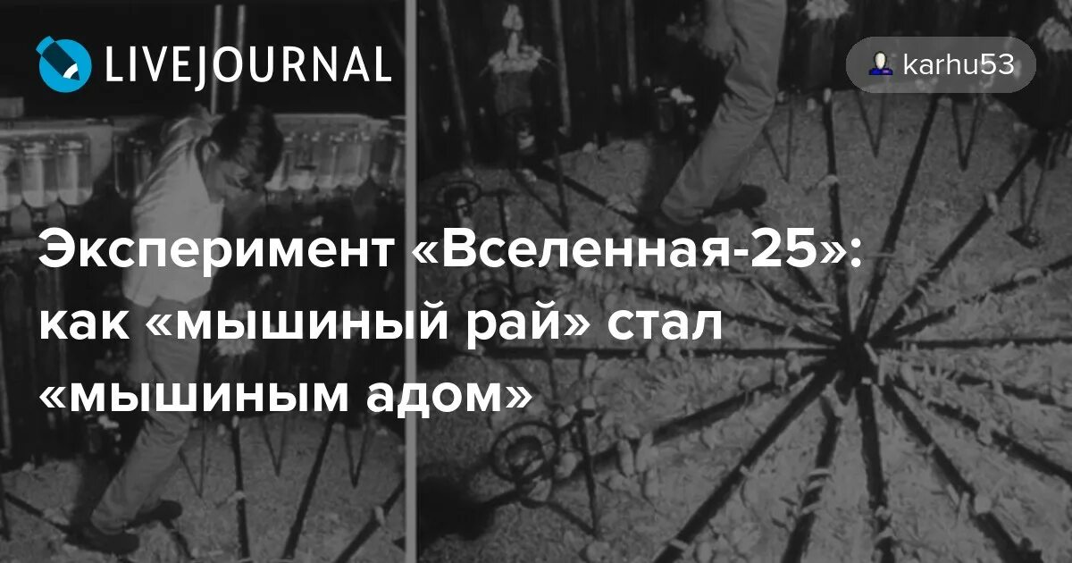 Джон кэлхун вселенная 25. Мышиный рай 25. Джон кэлхун мышиный рай. Эксперимент с крысами вселенная 25. Мышиный рай вселенная 25.