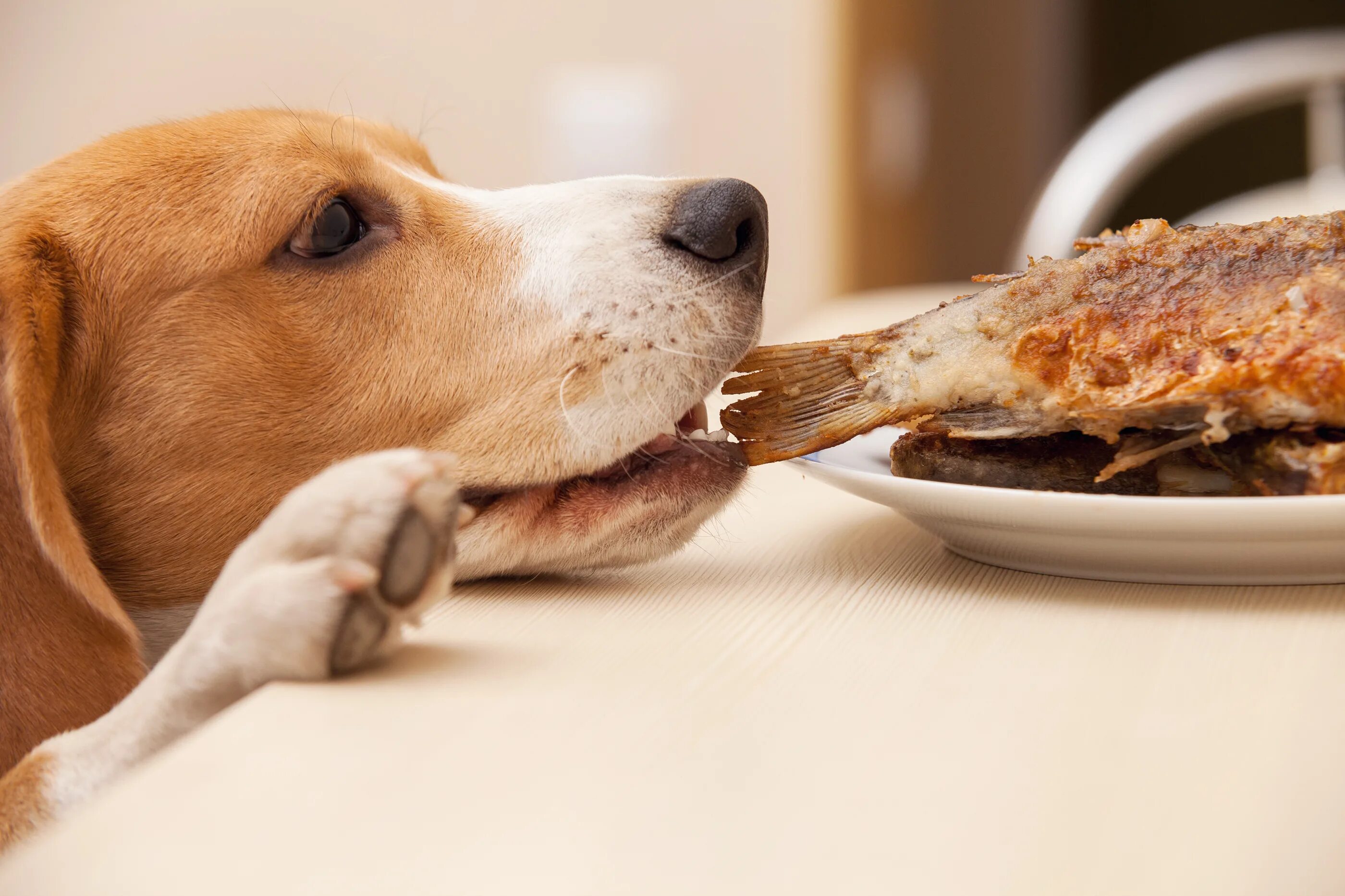 Еден pets. Собака ворует еду со стола. Еда для собак. Животные и еда. Собака ворует еду.