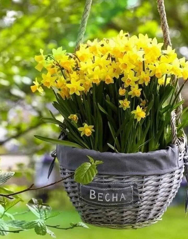 НЕЖНОСТЬ Красивые цветы, Весенние цветы, Цветы