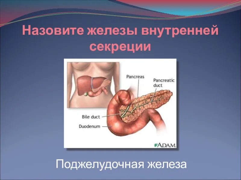 Назовите эту железу