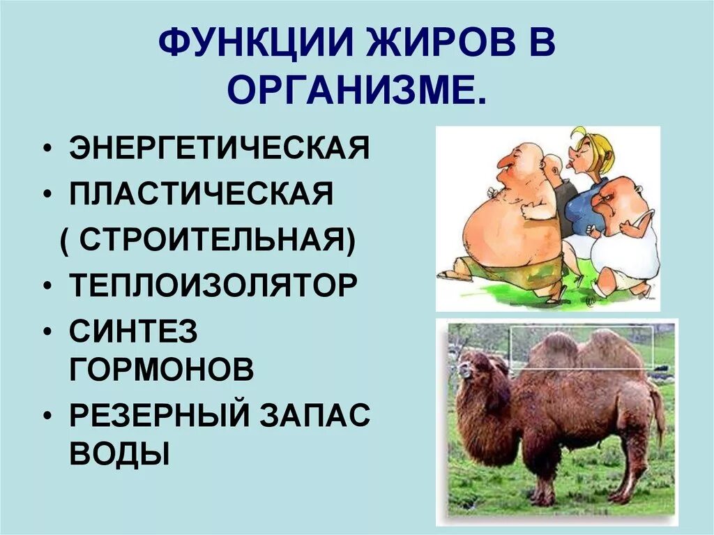 Функции жиров в организме. Энергетическая функция жиров. Жиры функции в организме. Функции жиров в организме животных. Жиры запас воды