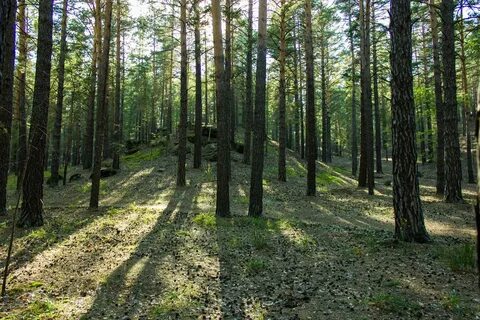 В бору или на бору
