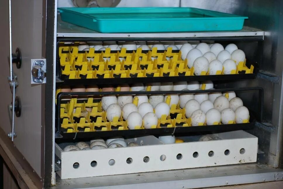 Drop Factory [Butagoma 300g] (инкубатор). Инкубатор "WQ-24". Инкубатор Золушка на 30 яиц. Инкубатор кварц на 200 куриных яиц.
