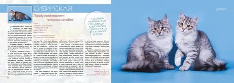 Сибирская кошка список пород кошек