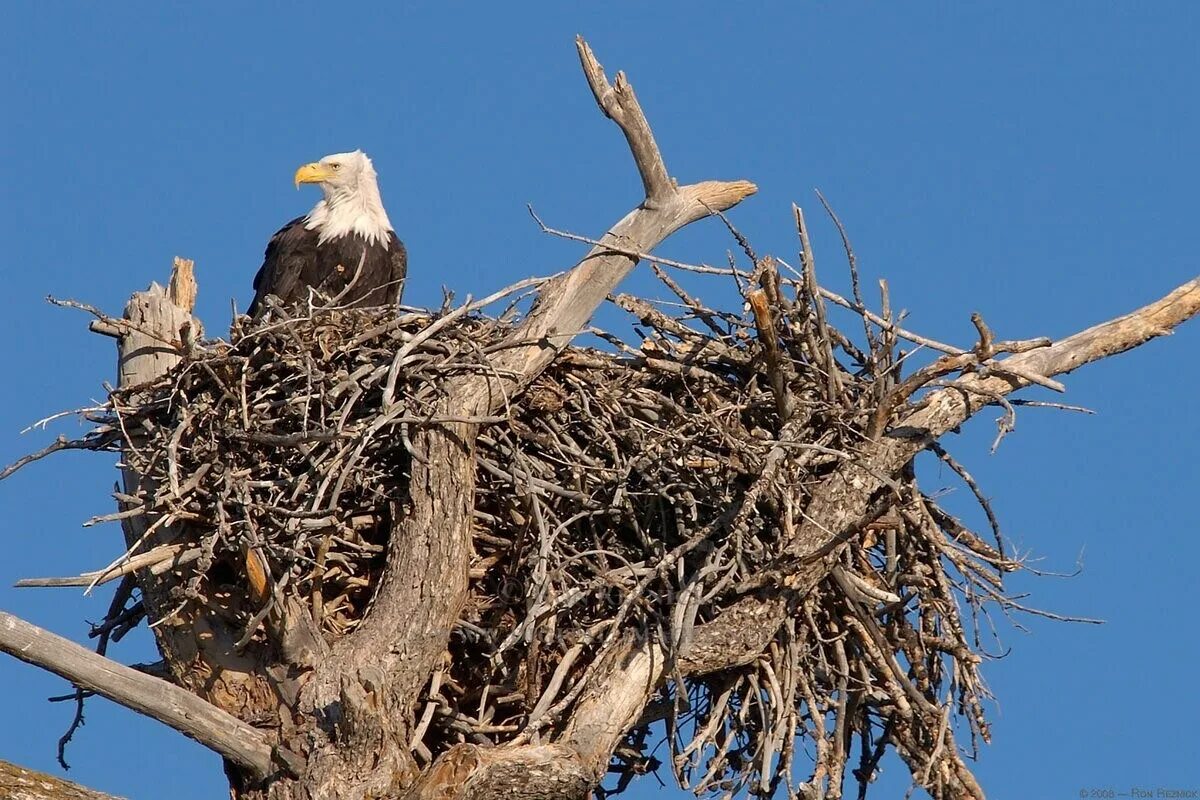 Белоголовый орлан птенец. Беркут птица гнездо. Гнездо ястреба перепелятника. Самое большое гнездо у орла. Орел делает его из толстых сучьев.