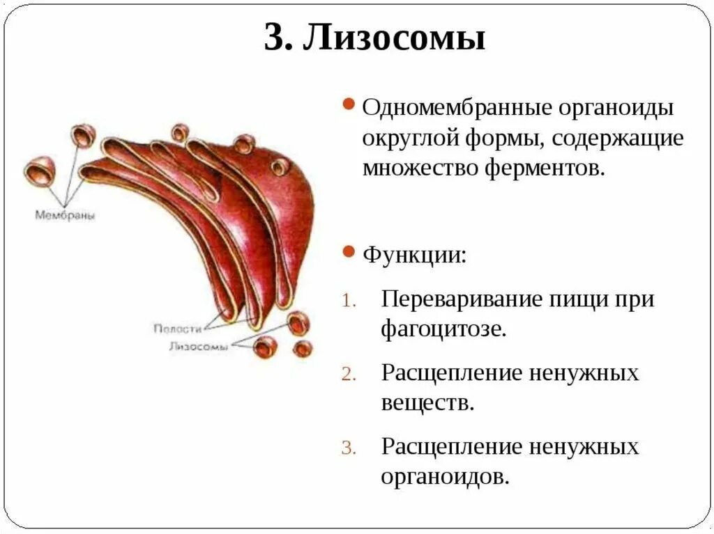 Гольджи ферменты. Строение органоида лизосомы. Лизосома функции органоида. Мембранные органеллы лизосомы. Строение структура лизосомы.