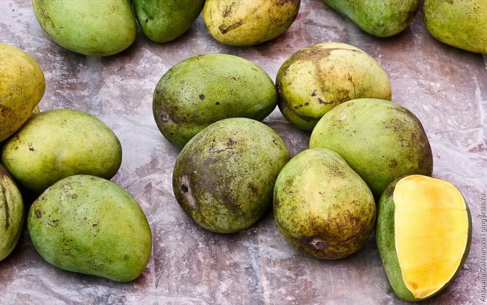 Незрелый плод манго. Неспелый манго. Как выглядит спелый манго. Созревшее манго. Незрелый плод манго.