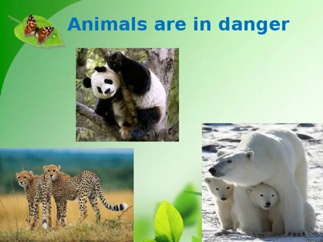 Animals in danger at present