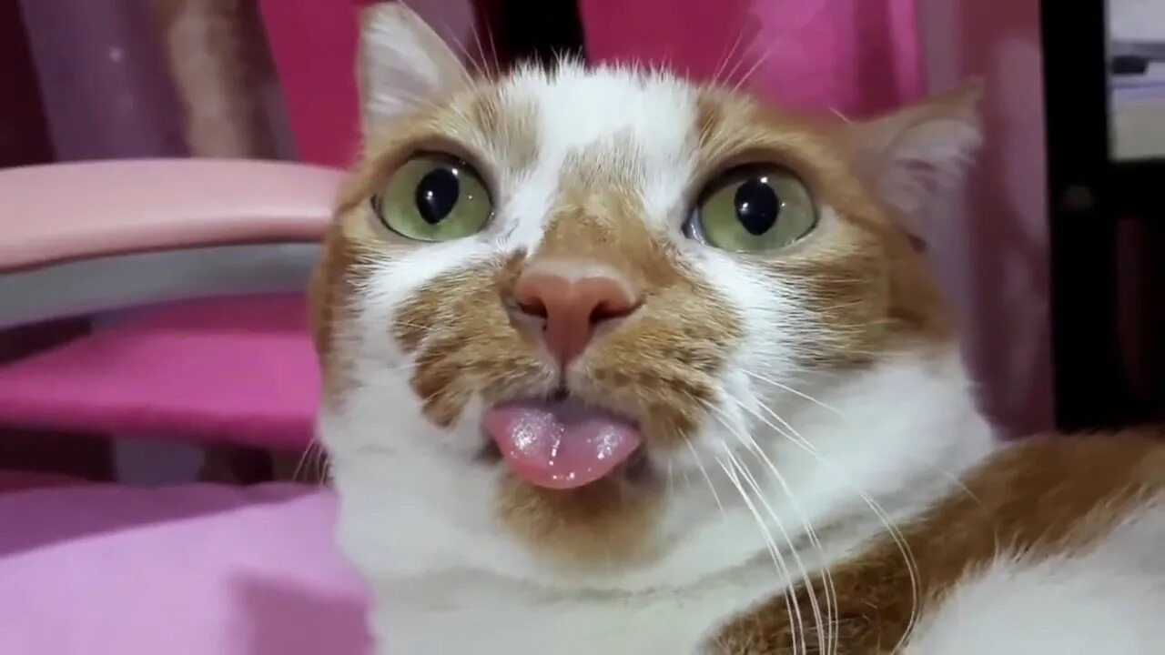 Смешные видео с котиками с озвучкой. Котики приколы попробуй не засмеяться. я ржал пол часа смешные коты. мс кот. смешные лица котов до слёз.