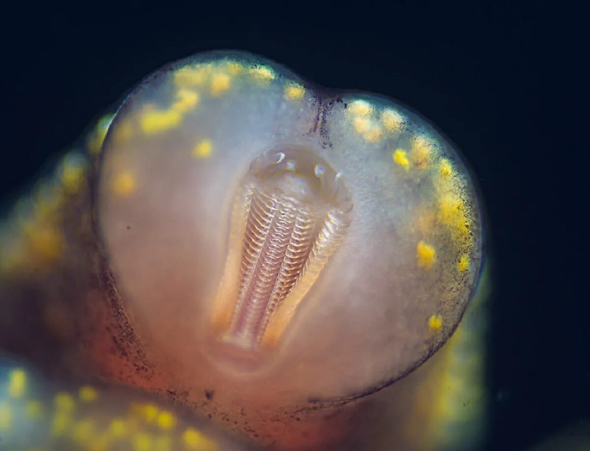 У улитки есть зубы. Радула виноградной улитки. Радула у брюхоногого моллюска. Радула улитки под микроскопом. Радула брюхоногих.