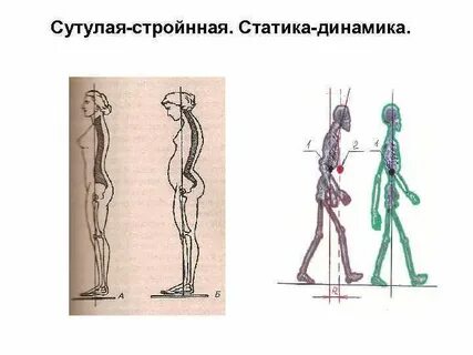 Динамика человека