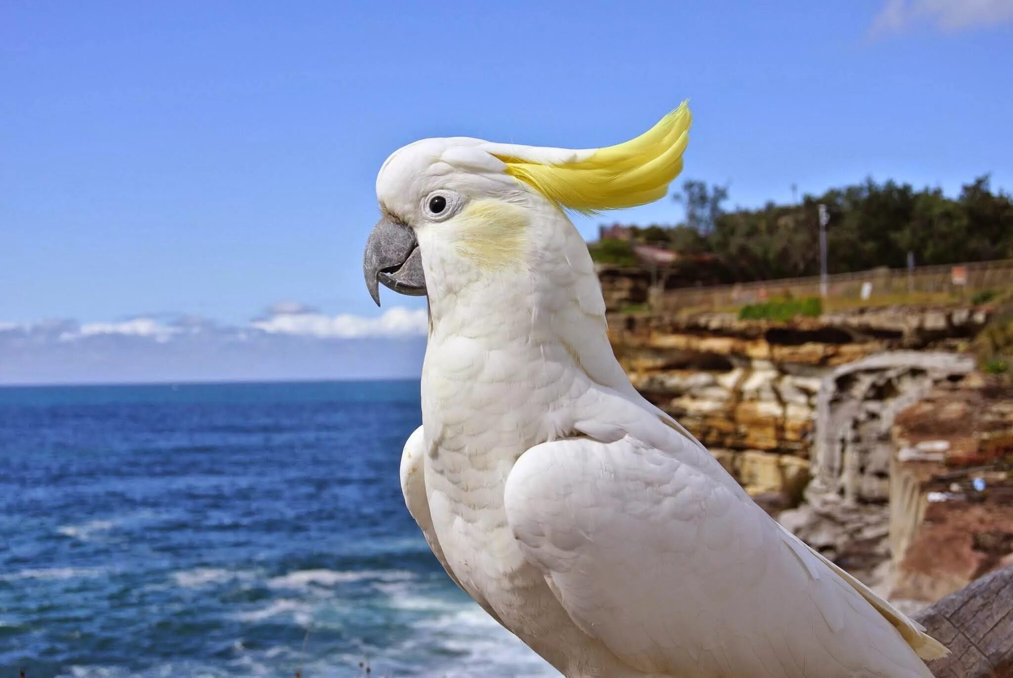 Как пишется какаду. Попугай Какаду. Австралийский Какаду. Попугай Какаду в Австралии. Белый попугай Какаду.