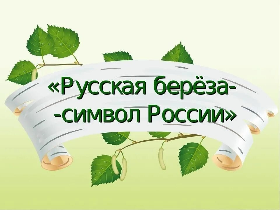 Береза символ России. Лекарственные растения родного края. Влияние среды на строение листа видоизменение листьев. Влияние факторов среды на строение листа. График работы березки