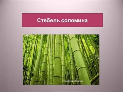 Соломина т