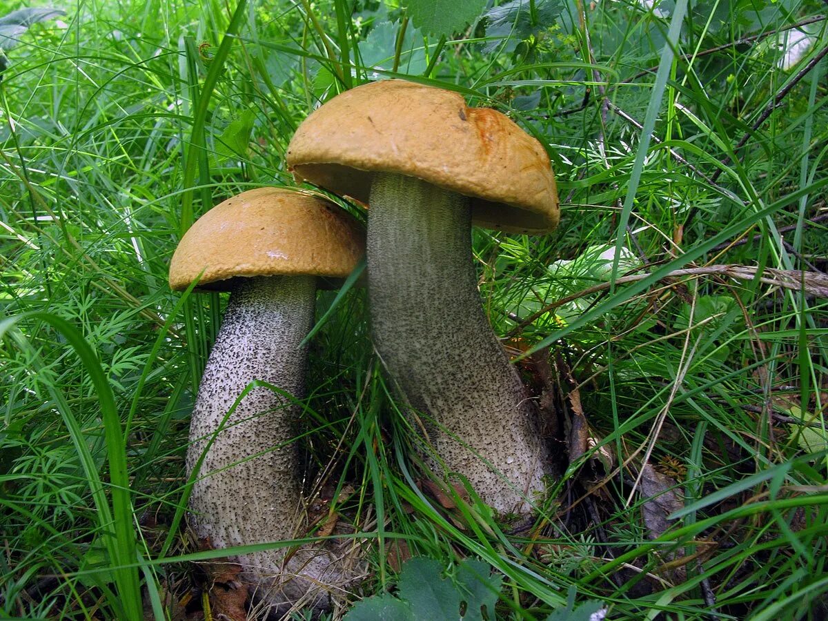 К чему снится собирать грибы подосиновики. Подосиновик окрашенноногий. Подберезовик пепельно-серый Leccinum leucophaeum. Обабок гриб великан. Подосиновик жёлто-бурый.