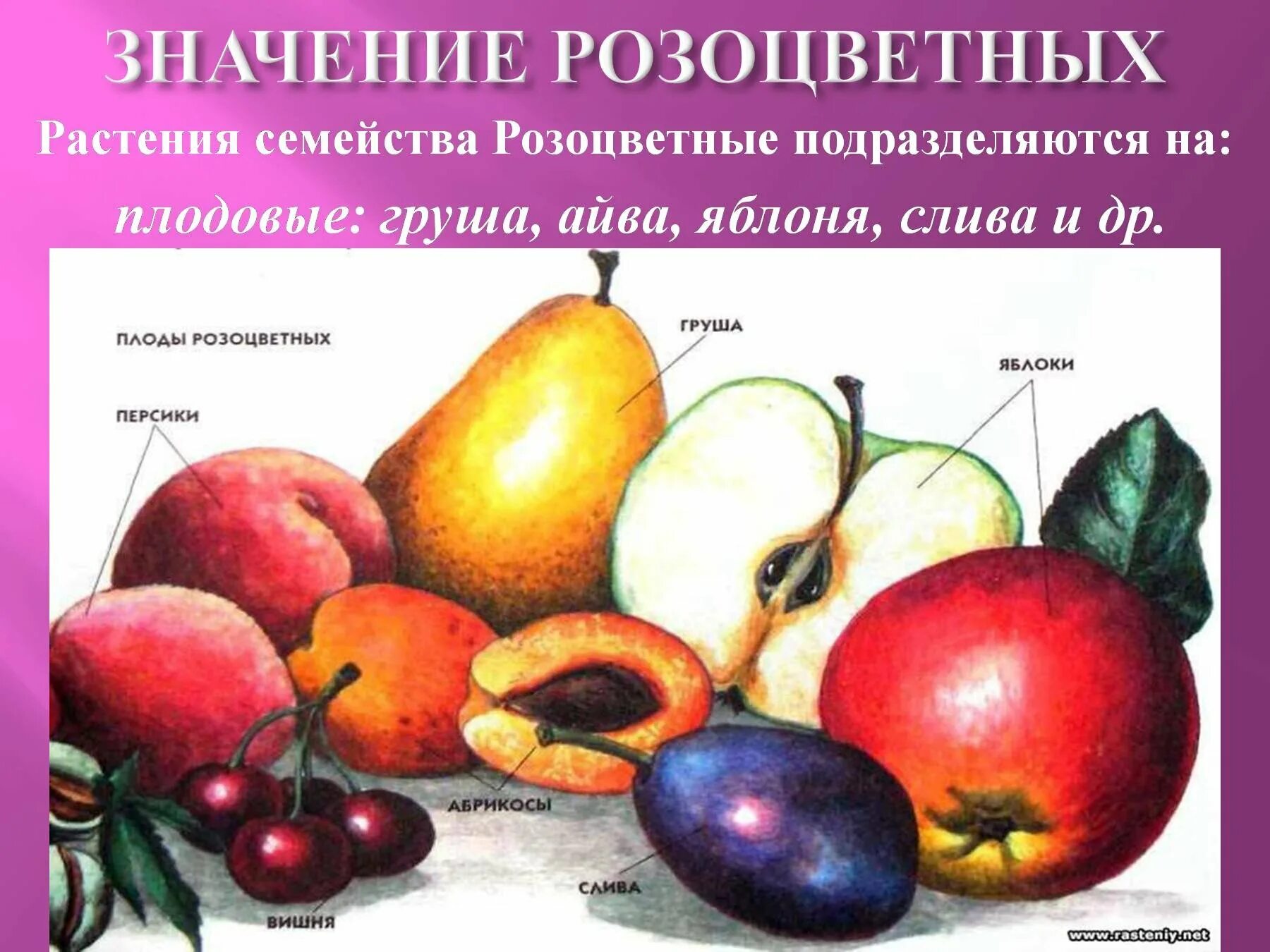 Розоцветные значение для человека. Значение растений семейства розоцветных. груша семейство розоцветные. семейство розоцветные значение. значение растений семейства розоцветные.