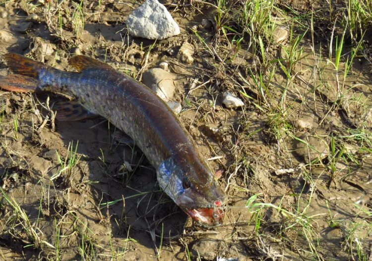 жерех рыба на северной двине. налим онежский рыба. кумжа северная двина. двина какая рыба водится. белорыбица каспийская.