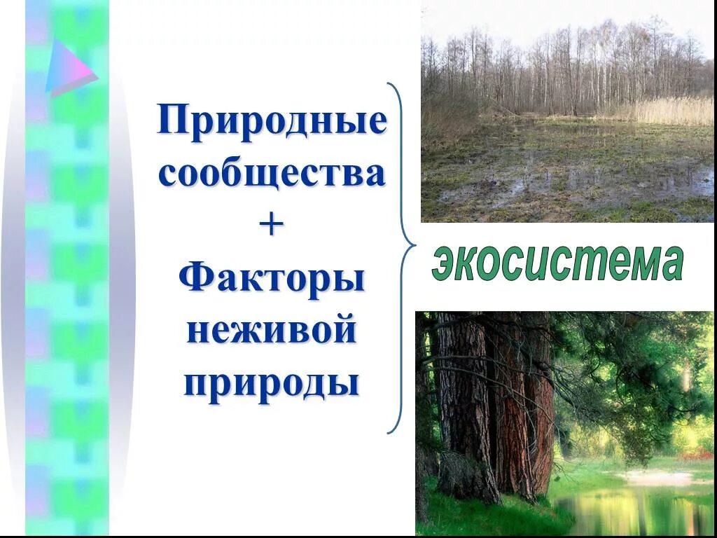 Природное сообщество это 5 класс. Природные сообщества. Природные сообщества факторы неживой природы. Природные сообщества презентация. Факторы природного сообщества.