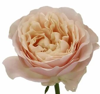 Vip roses