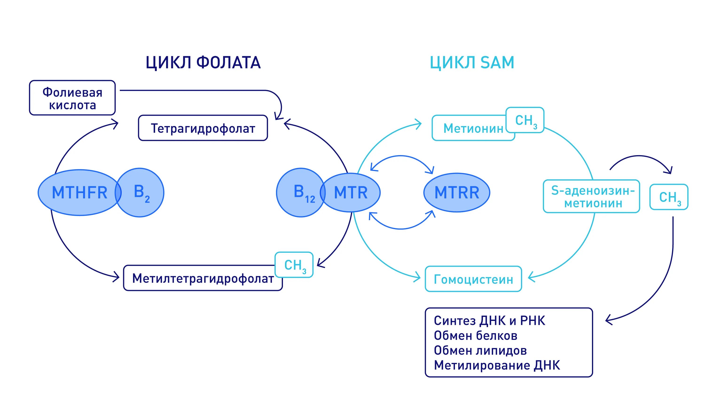 Фолатный цикл схема. Генетика фолатного цикла. Гомоцистеин схема метаболизма. Синтез фолиевой кислоты схема.