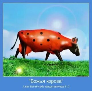 Божья корова