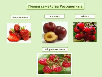 Плод яблоко какое семейство