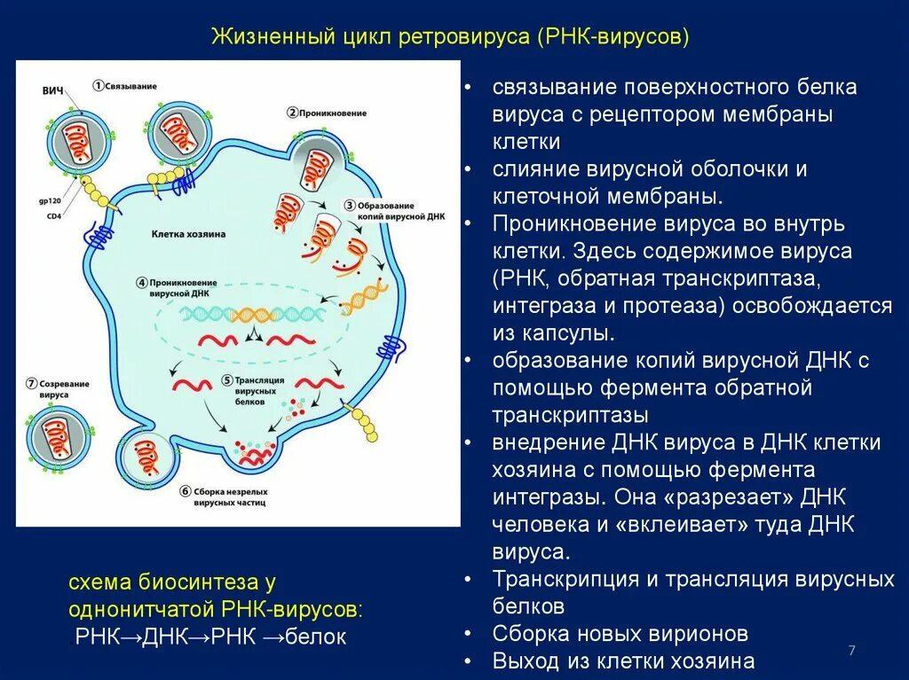 Цикл транскрипции. Обратная транскрипция у вирусов схема. Жизненный цикл ретровируса. Транскрипция вирусной РНК. Транскрипция вирусной РНК И трансляция вирусных белков.