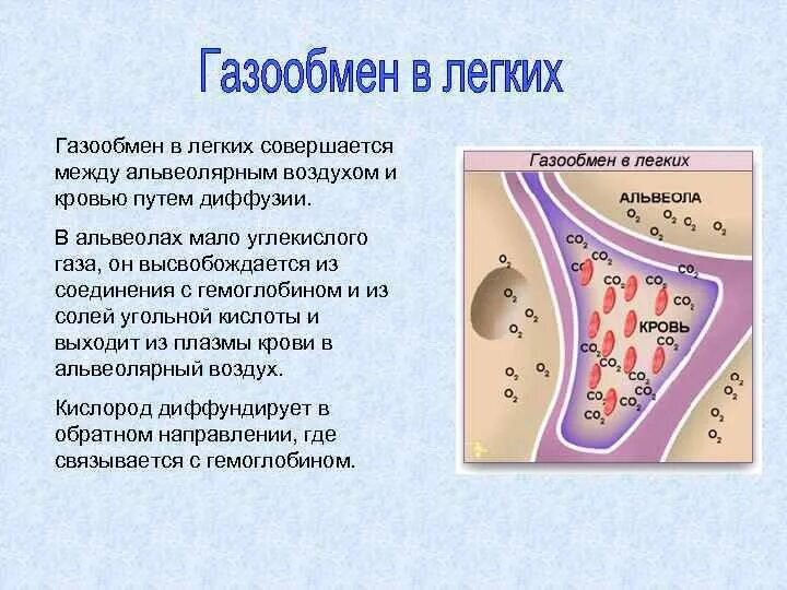 При диффузии газов в легких происходит. Газообмен в альвеолах легких и в тканях. Газообмен в легких между вдыхаемым воздухом и кровью. Обмен газов между лёгкими и кровью. Газообмен между легкими и кровью.