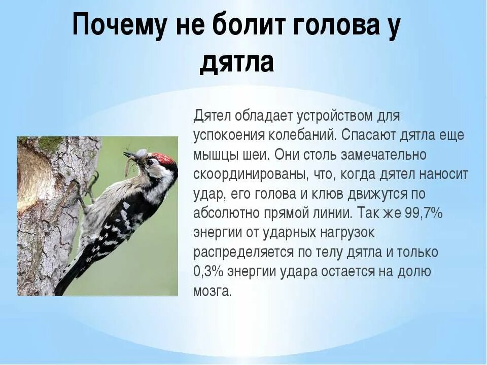 Почему дятлы получили такое название