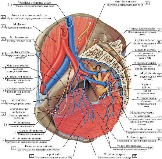 Внутренняя вена латынь. Общая подвздошная Вена анатомия. Наружная подвздошная Вена кровоснабжение. Топографическая анатомия сосудов и нервов малого таза. Общая подвздошная Вена схема.