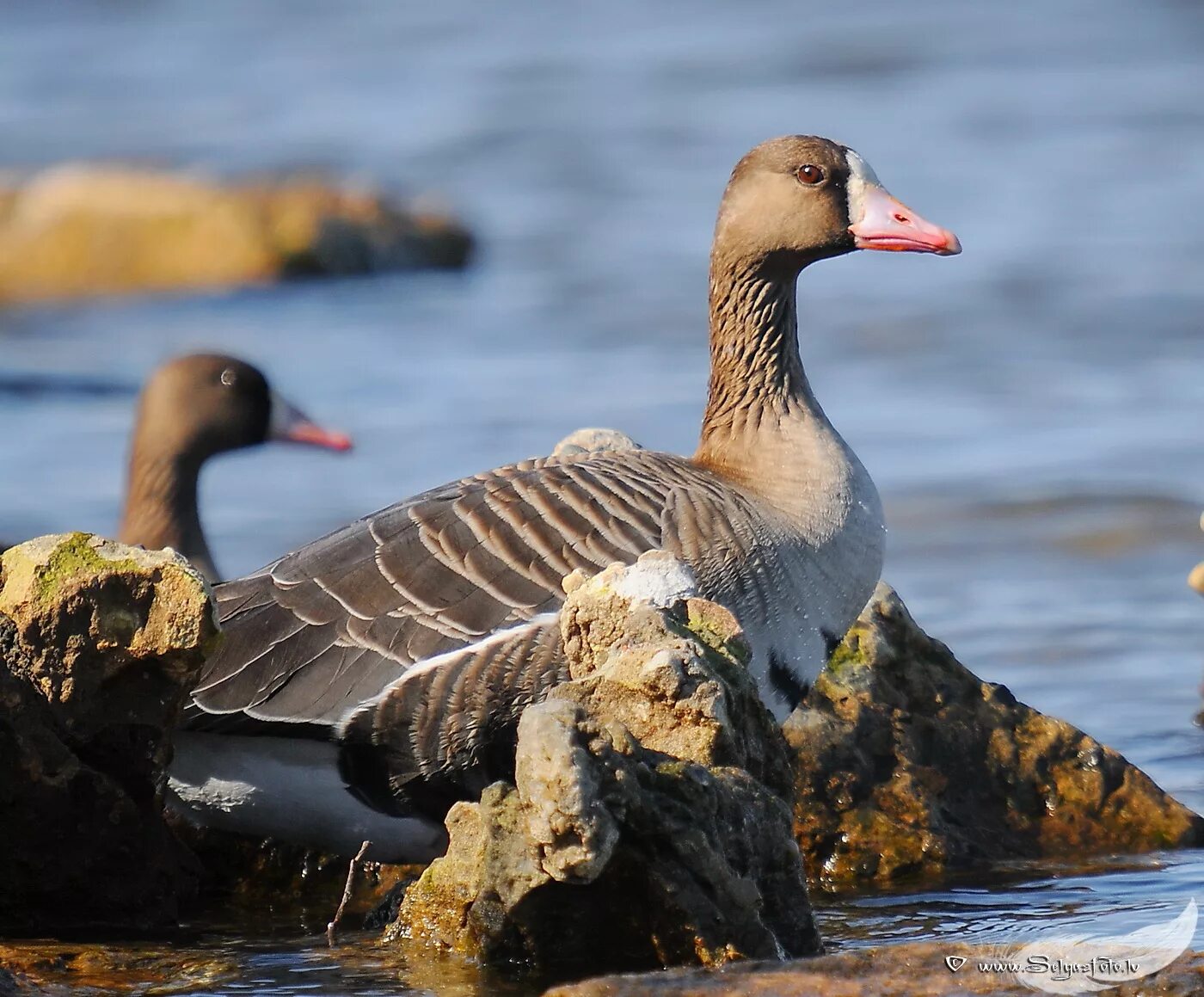 Чернозобая гагара. Черноклювая (полярная) гагара. Краснозобая гагара. Гагара в тундре. Птица чернозобая гагара.