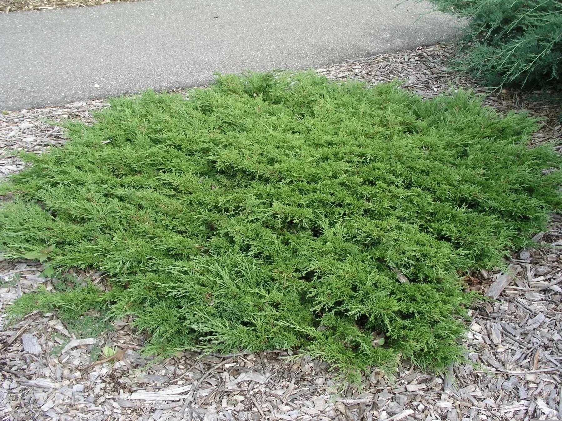 Можжевельник горизонтальный (Juniperus horizontalis) Pinie
