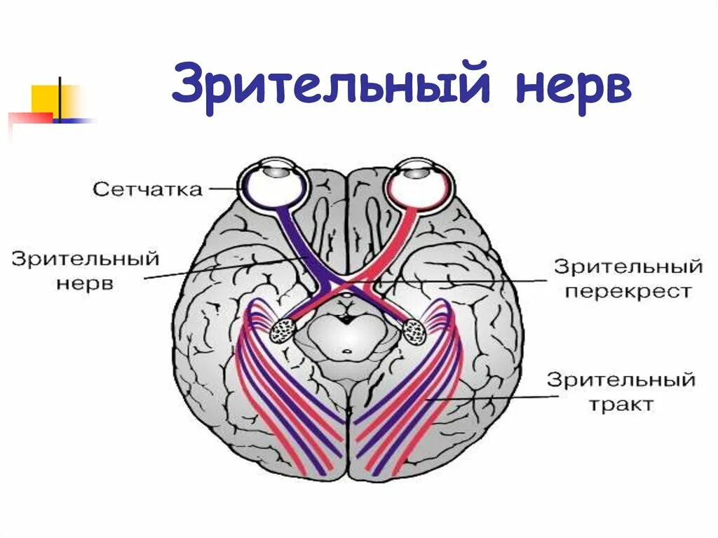 Два зрительных нерва. Топография зрительного нерва. Зрительный нерв ,хиазма анатомия. Зрительный нерв входит в полость черепа через. Зрительный нерв 2 пара черепных нервов.