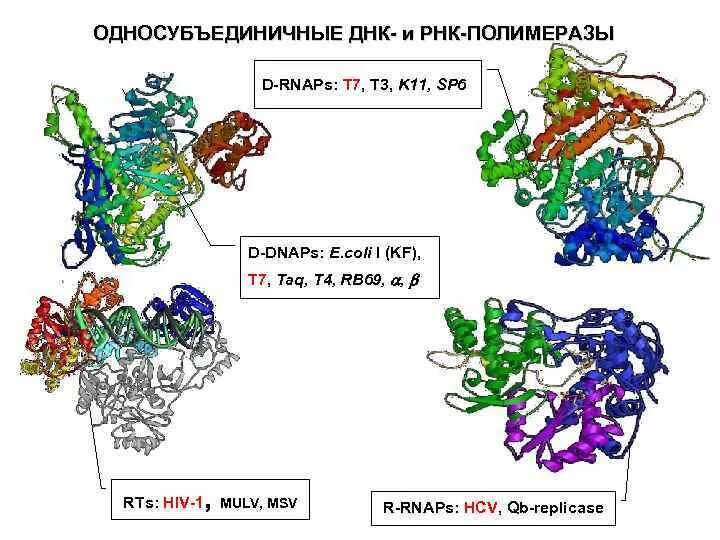 Рнк полимераза типы. Рнк полимераза типы