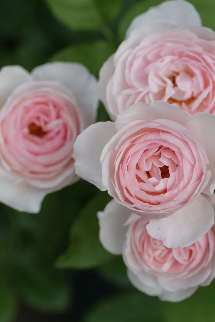 Rose rose talk. Rose rose talk. Rose rose talk. Rose rose talk. Rose rose talk.