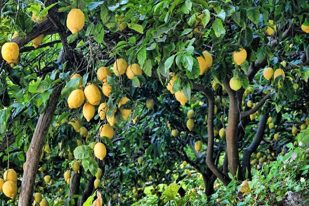 Lemon Citrus Limon Италия. Lemon Tree (лимонное дерево). Плантация Лимонов. Цитрон плод. Фруктовый лес