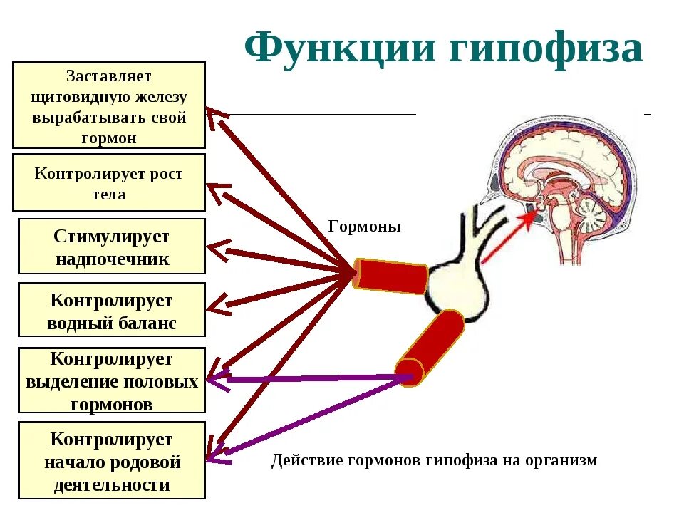 Влияние гормонов на развитие. Гормоны регулирующие функции гипофиза. Гормоны секретируемые гипоталамусом. Гипофиз функции железы. Функции гипофиза в эндокринной системе.